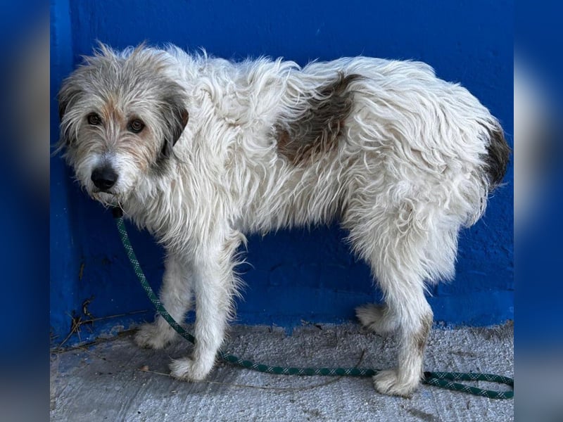 Peque, katzenfreundlich und gemütlich