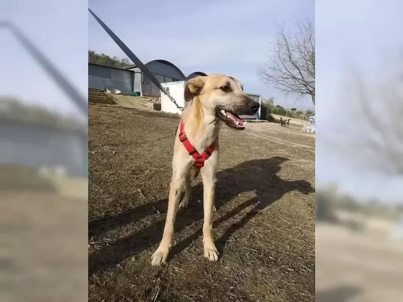 Dubai, seit Welpentagen im Tierheim