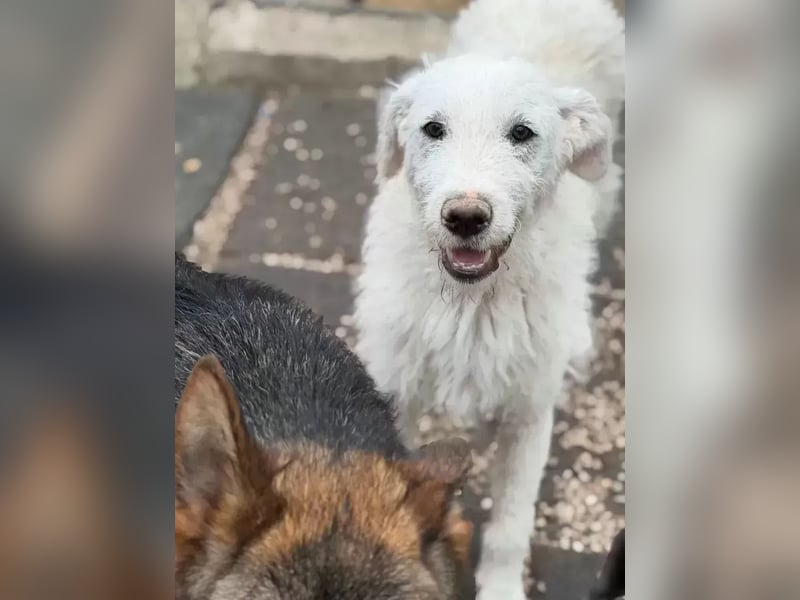 Blanca ,sanfte Hündin sucht geduldige Menschen