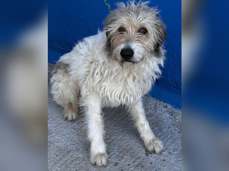 Peque, katzenfreundlich und gemütlich