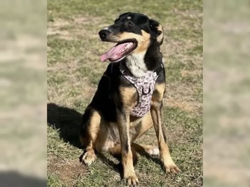 Mila wartet schon so lange - sie hat ihr Zuhause endlich verdient