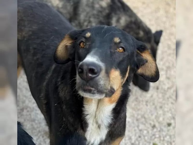 Mila wartet schon so lange - sie hat ihr Zuhause endlich verdient