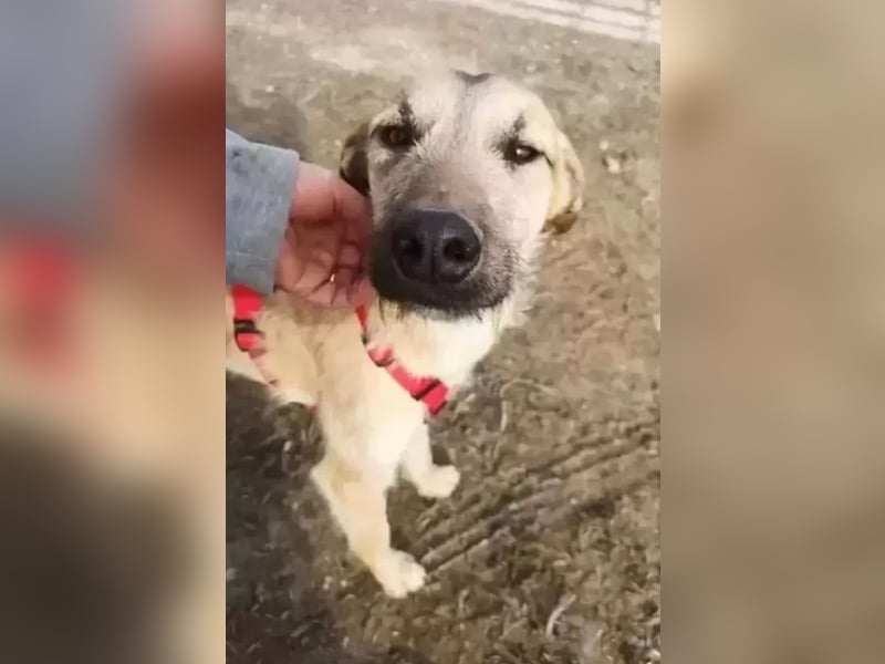 Dubai, die Welpenzeit verbrachte er im Tierheim