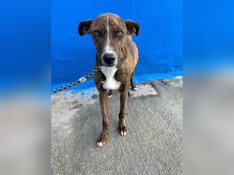 Turron, er geht im Tierheim unter