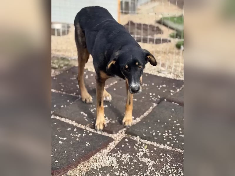 Mila wartet schon so lange ,sie hat ihr Zuhause endlich verdient