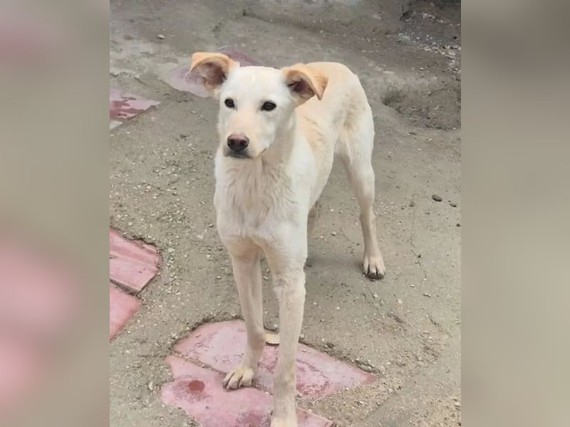 Ein leises Herz sucht leise Liebe, Bombay sucht seine Menschen