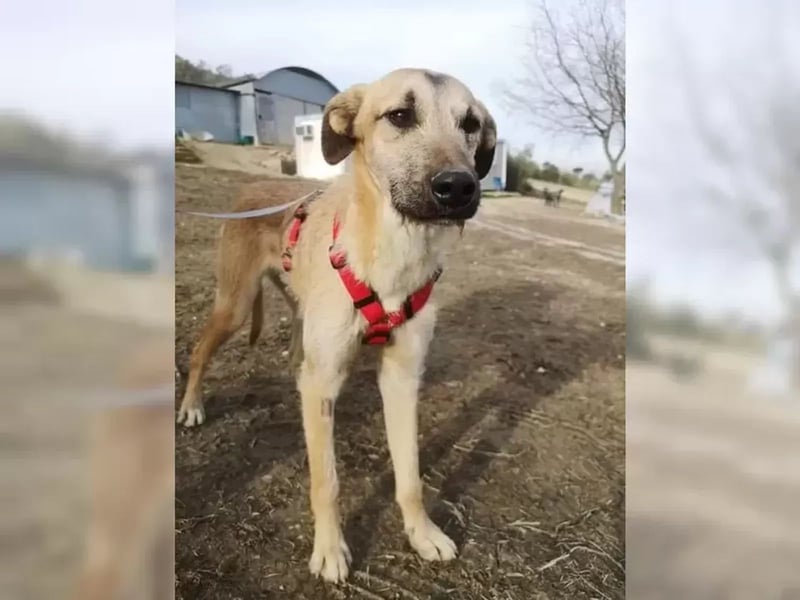 Dubai, seit Welpentagen im Tierheim