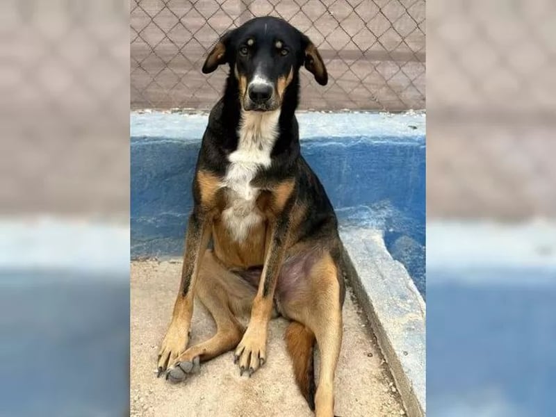 Mila wartet schon so lange - sie hat ihr Zuhause endlich verdient