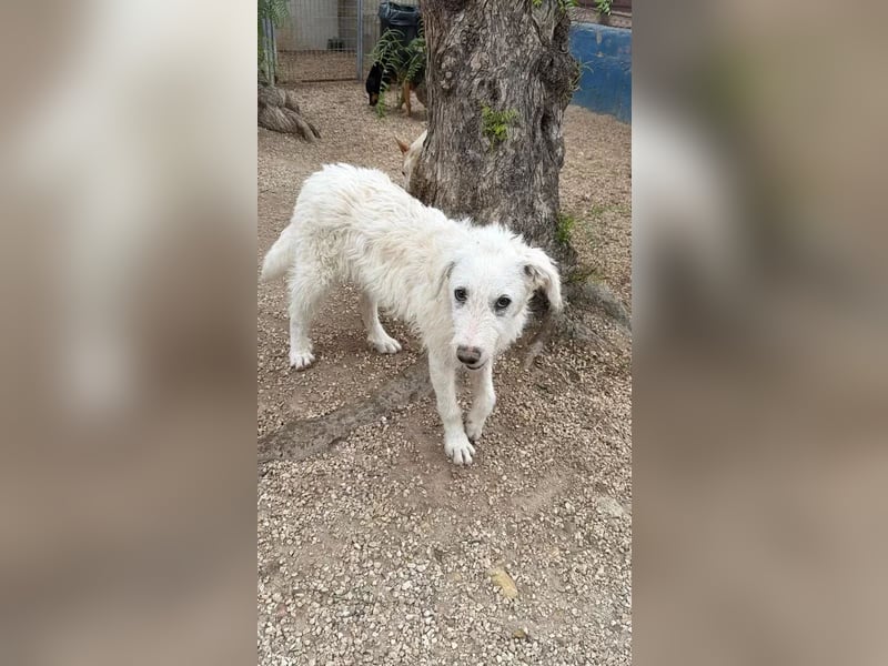 Blanca, ein schüchternes Zottelmädchen