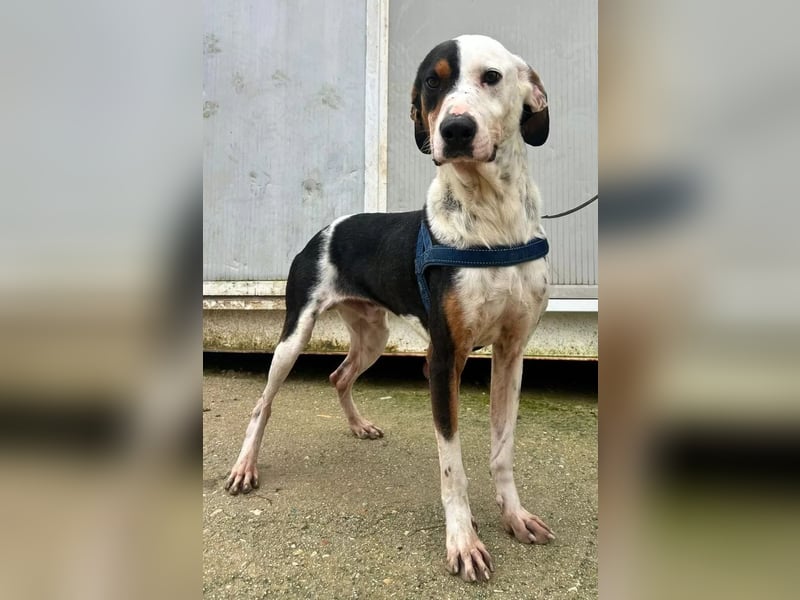 Pipo ,besonderer Herzenshund sucht sein Glück