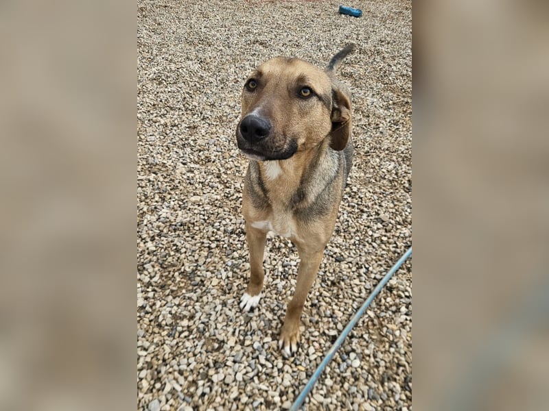 Alessio – sanfter Blick, großes Herz