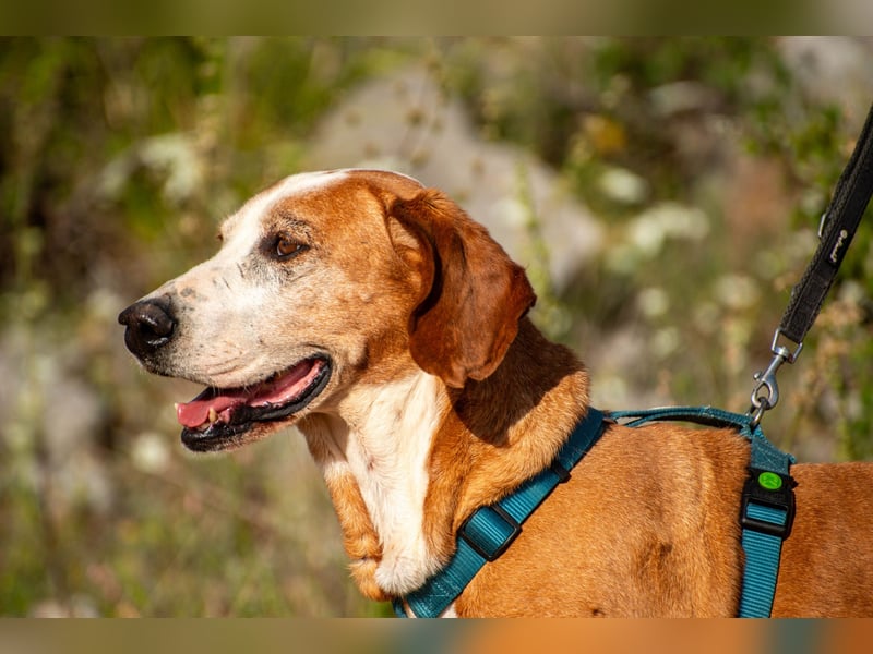Watson – ein Senior auf der Suche nach Ruhe und Liebe