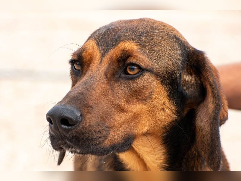 Wirbelwind Mistral sucht aktive Familie