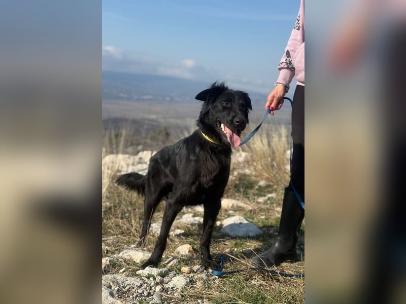 Benji - Sportskanone sucht ihr Glück