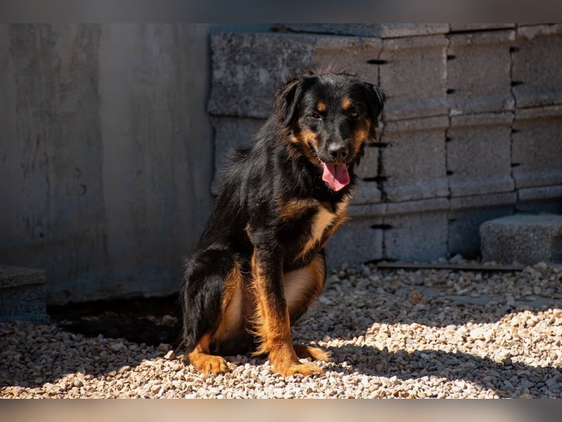 Wundervolle Missy sucht ihr Für-immer-Zuhause