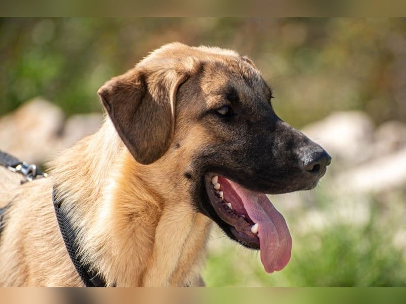 Kajan hofft, von seinen Menschen gefunden zu werden