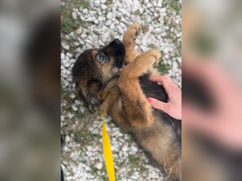 Calua sucht ein liebevolles Zuhause