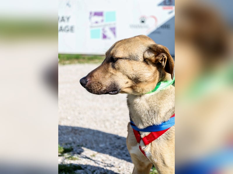 Alessio – sanfter Blick, großes Herz