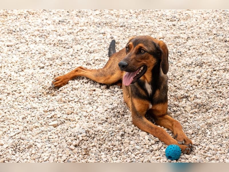 Wirbelwind Mistral sucht aktive Familie