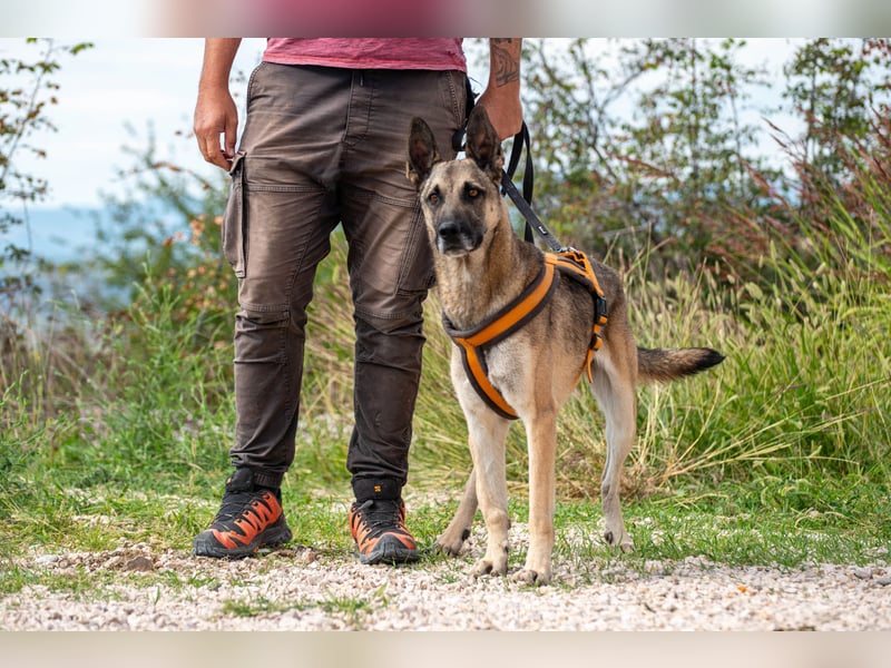 Nuvo – ein Kämpfer mit besonderem Charme sucht ein Zuhause