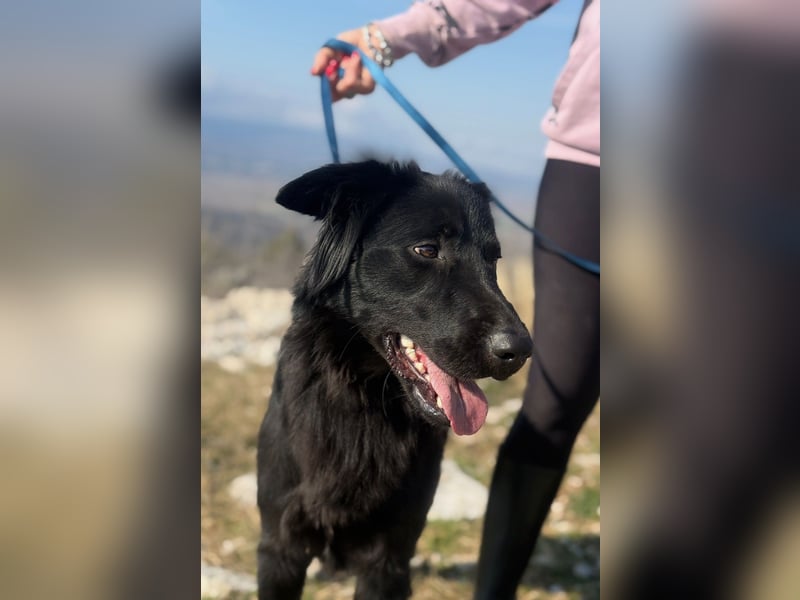 Benji - Sportskanone sucht ihr Glück