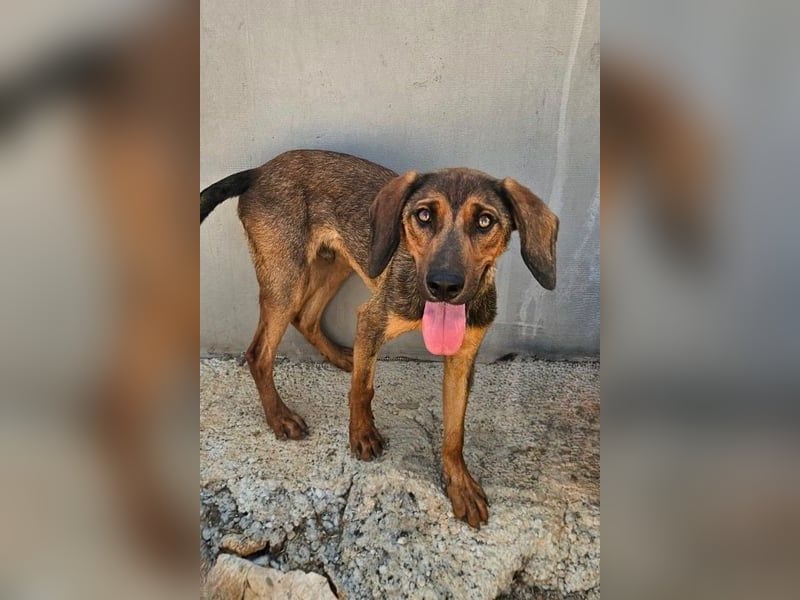 Wirbelwind Mistral sucht aktive Familie