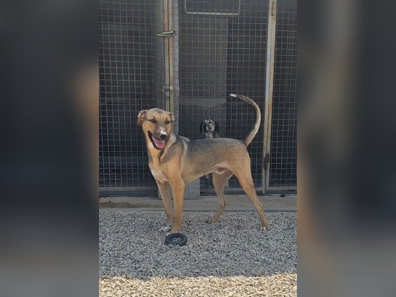 Alessio – sanfter Blick, großes Herz