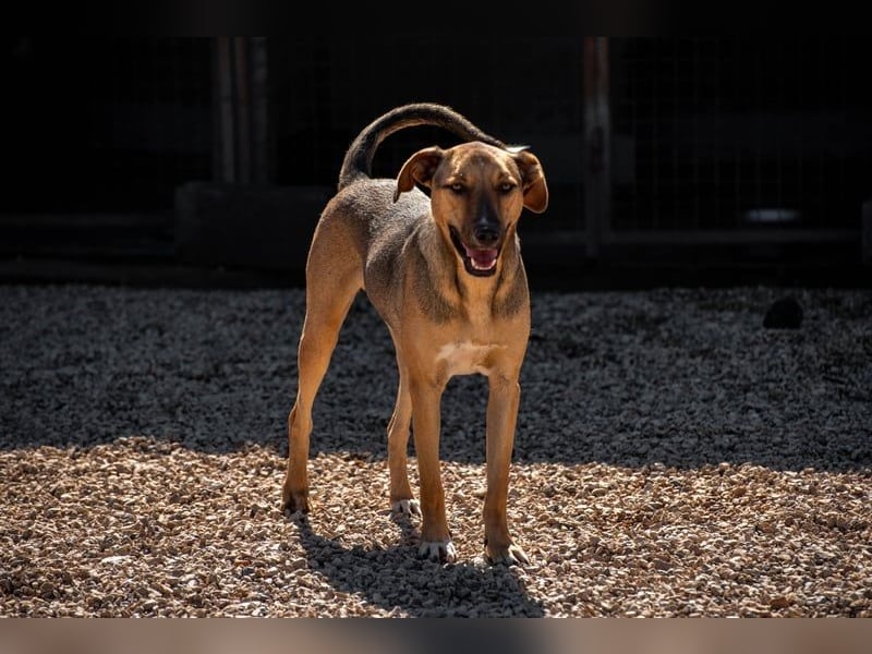 Alessio – sanfter Blick, großes Herz