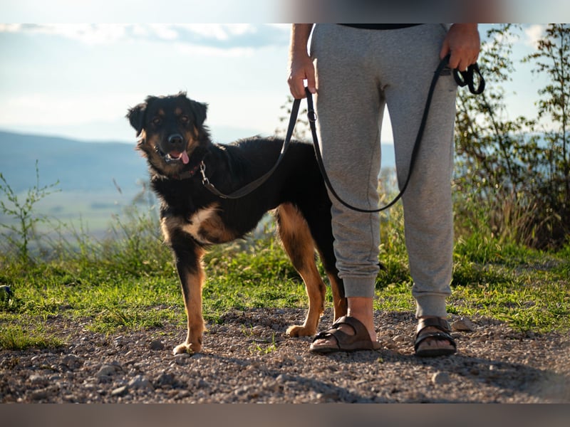 Wundervolle Missy sucht ihr Für-immer-Zuhause