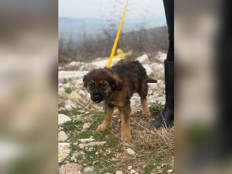 Calua sucht ein liebevolles Zuhause