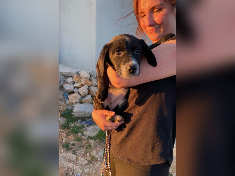 Pinia wünscht sich ein Zuhause