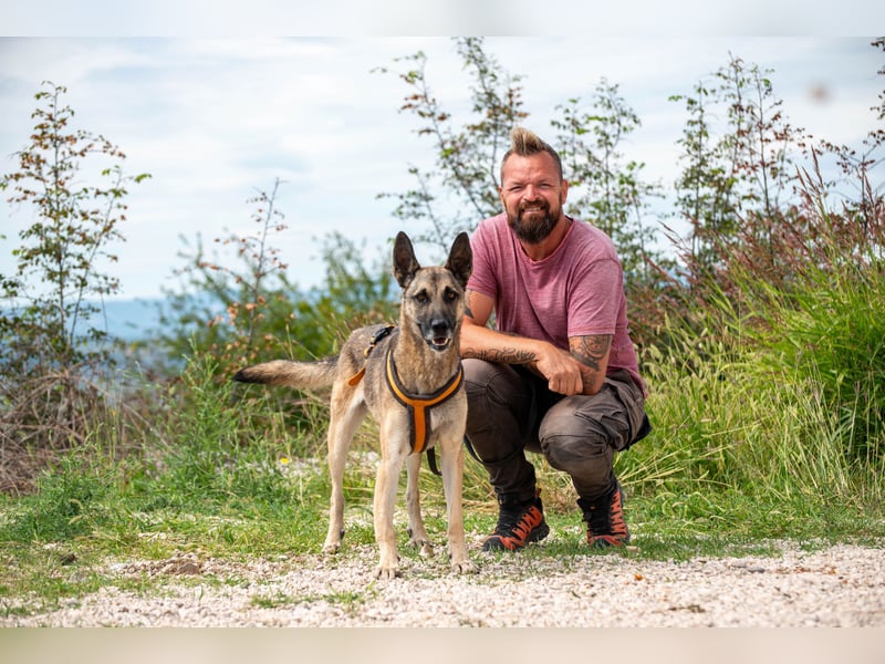 Nuvo – ein Kämpfer mit besonderem Charme sucht ein Zuhause