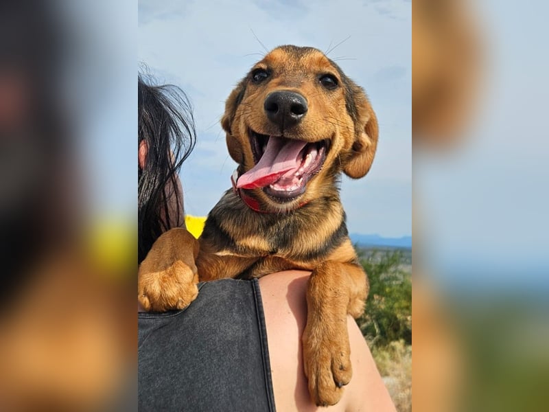 Maggie sucht Menschen mit einem großen Herzen