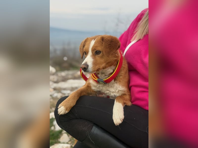 Chilli - heißer Typ sucht ein Zuhause