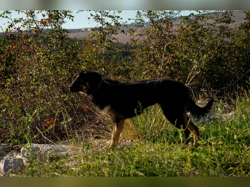 Wundervolle Missy sucht ihr Für-immer-Zuhause