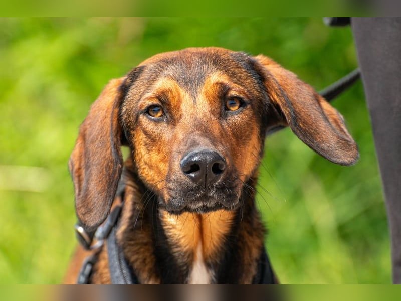 Wirbelwind Mistral sucht aktive Familie