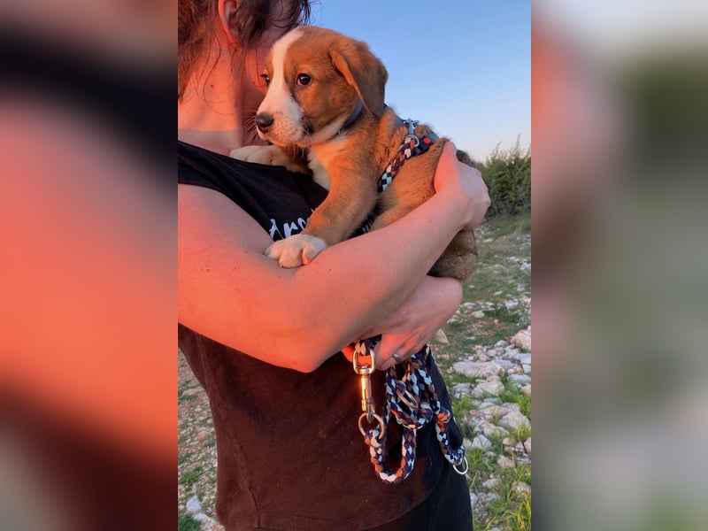 Pino wünscht sich ein Zuhause