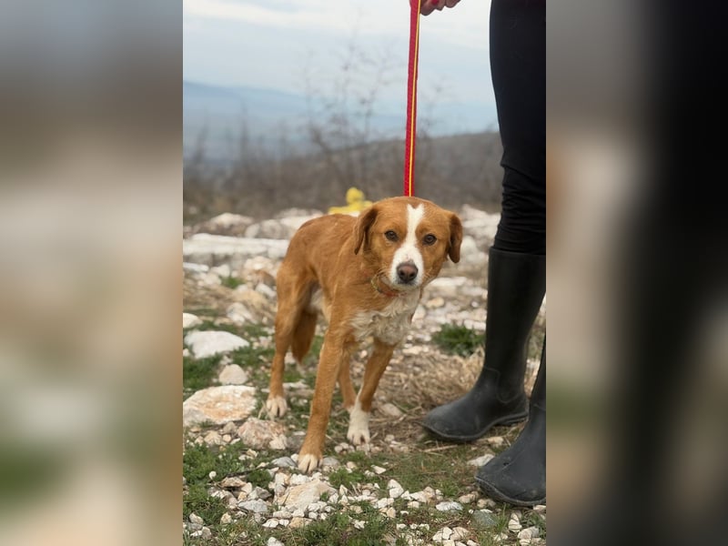 Chilli - heißer Typ sucht ein Zuhause