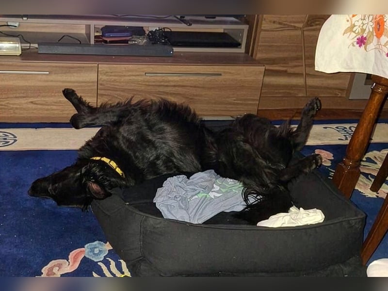 Benji - Sportskanone sucht ihr Glück