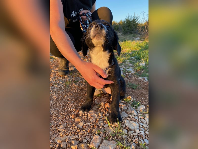 Pinia wünscht sich ein Zuhause