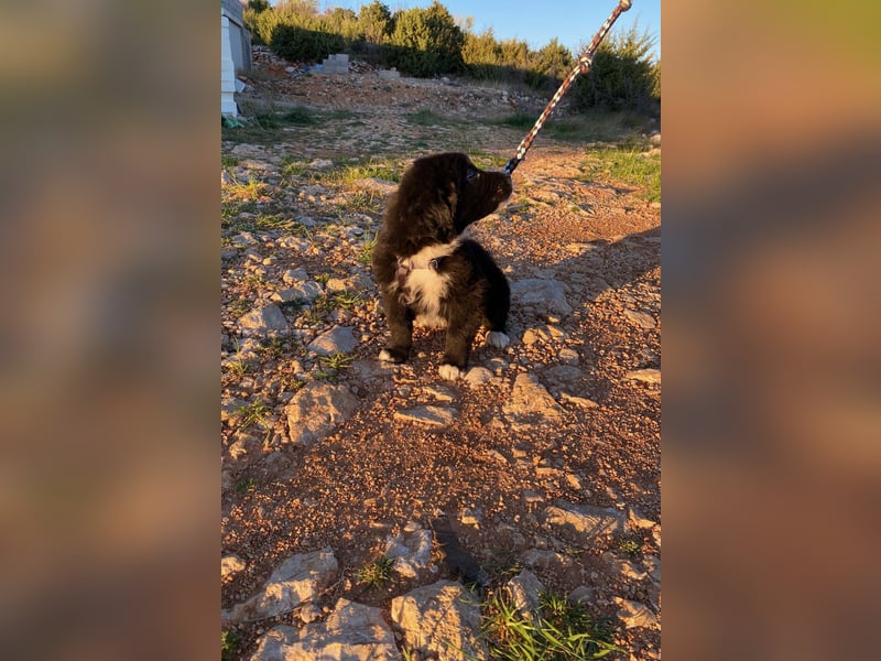 Arti wünscht sich ein Zuhause