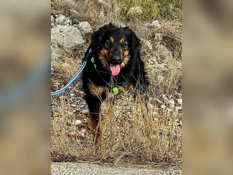 Wundervolle Missy sucht ihr Für-immer-Zuhause
