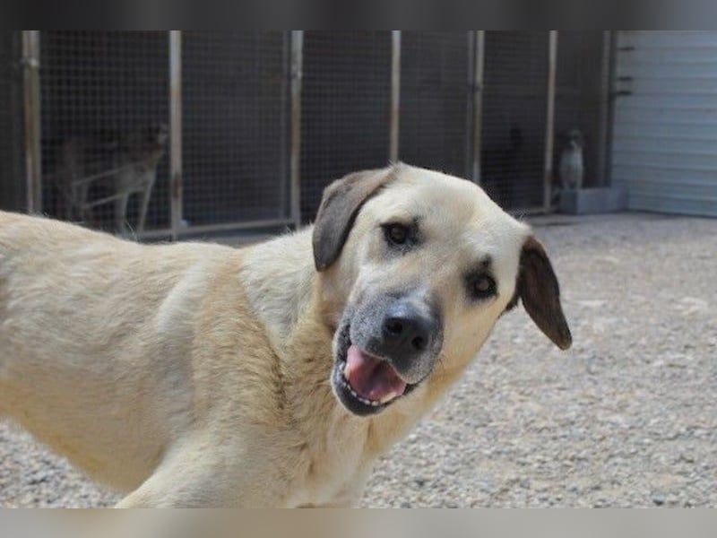 Maverick - Wer gibt ihm die Chance, über sich hinauszuwachsen?