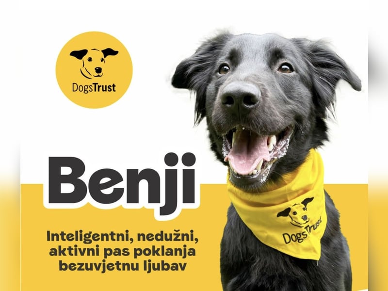 Benji - Sportskanone sucht ihr Glück