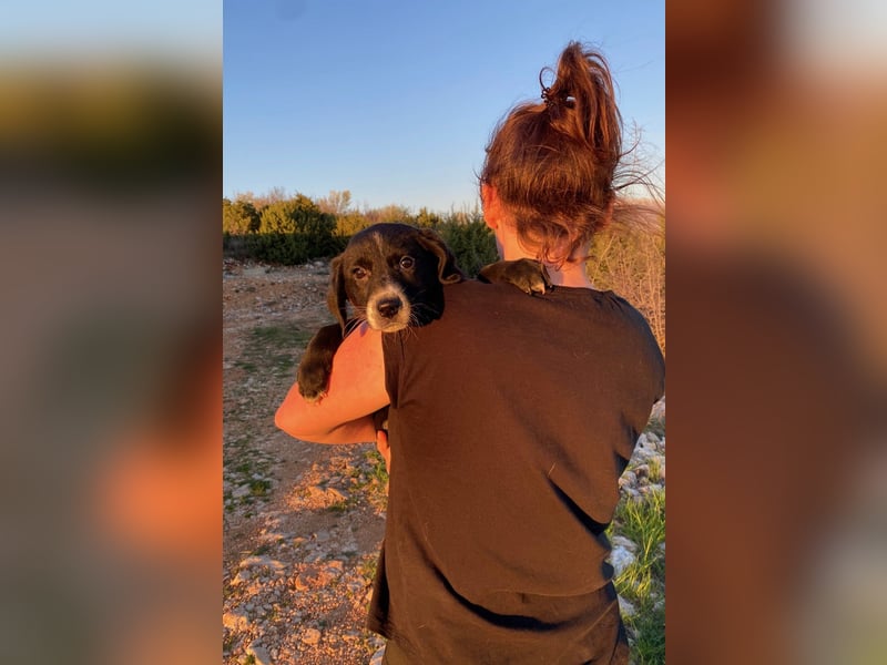 Pinia wünscht sich ein Zuhause