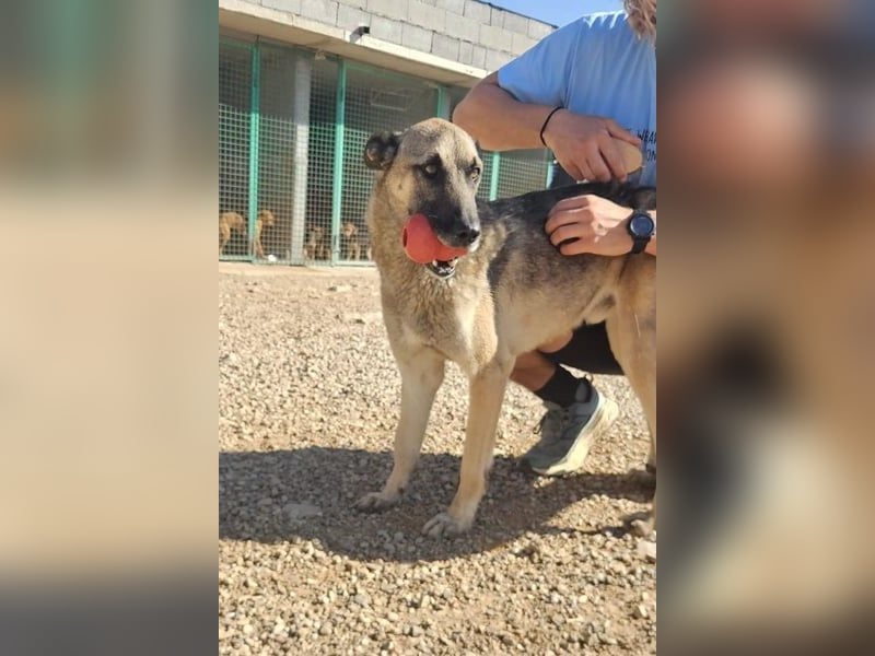 Nuvo – ein Kämpfer mit besonderem Charme sucht ein Zuhause