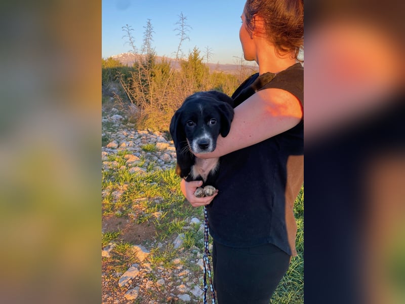 Pinia wünscht sich ein Zuhause