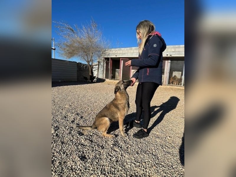 Nuvo – ein Kämpfer mit besonderem Charme sucht ein Zuhause