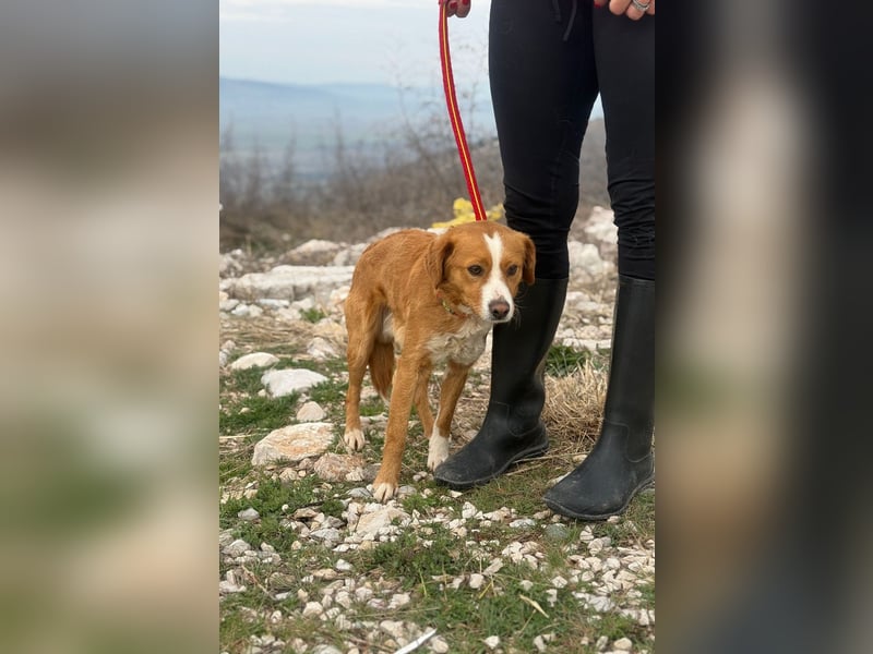 Chilli - heißer Typ sucht ein Zuhause