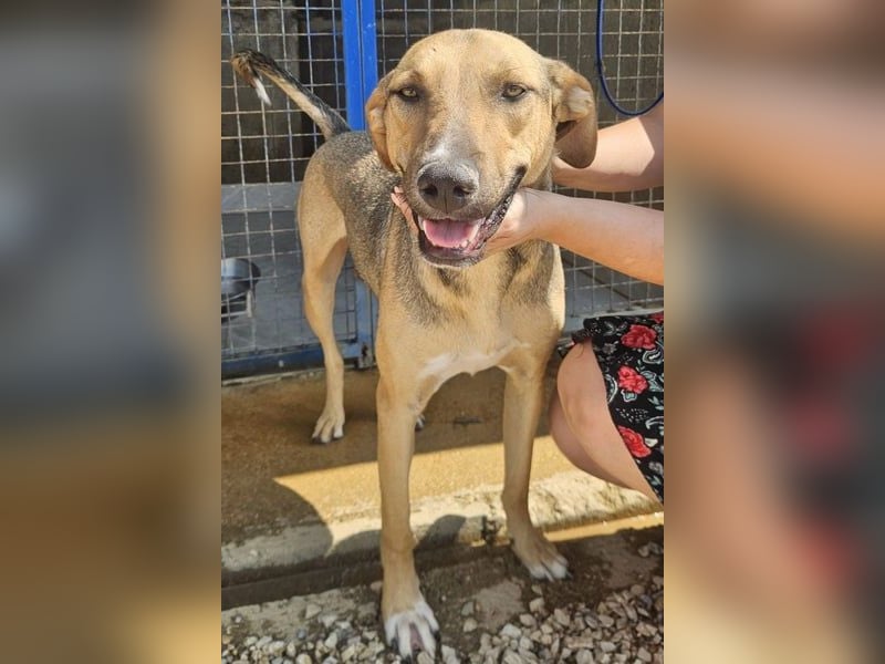 Alessio – sanfter Blick, großes Herz